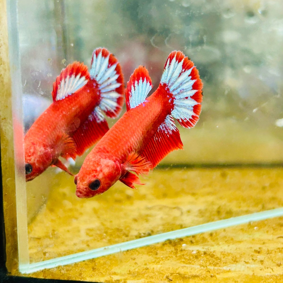 Plakat Red Fancy Copper Female Betta - JU32 Male betta