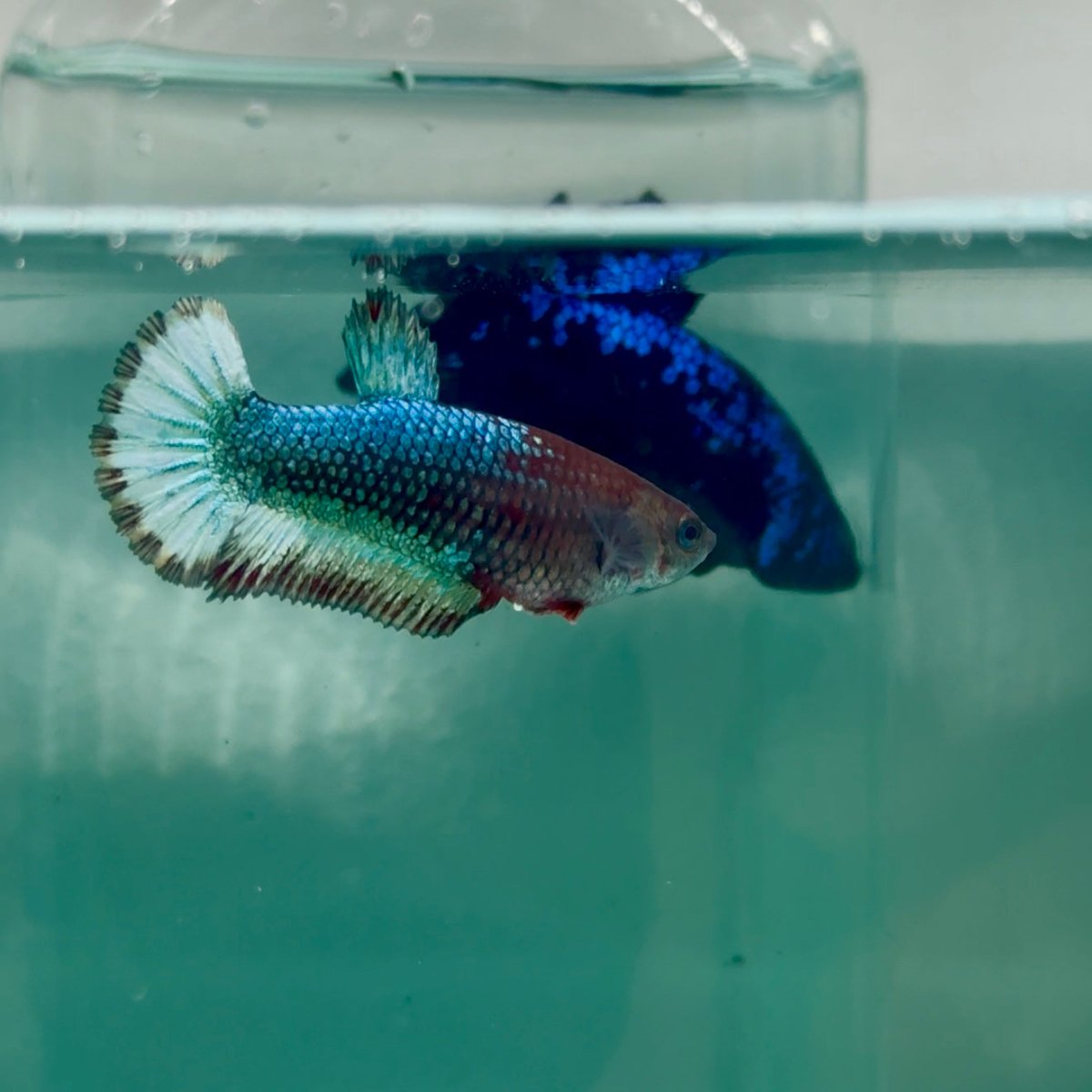 Plakat Red Fancy Copper Female Betta Ma21