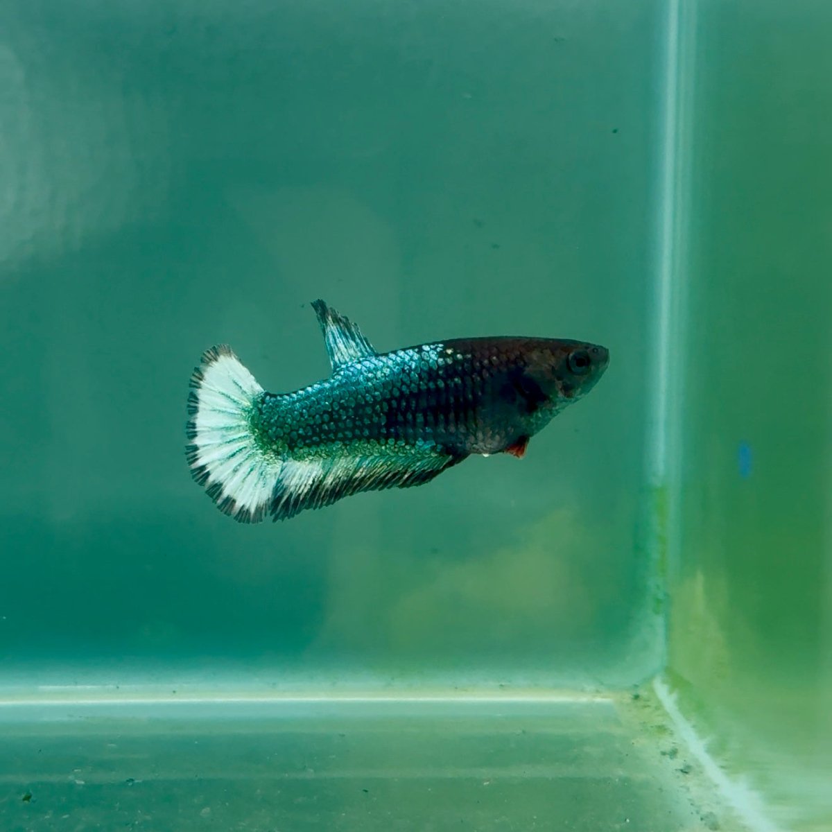 Plakat Red Fancy Copper Female Betta Ma21