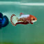 Plakat Red Fancy Copper Female Betta Ma22