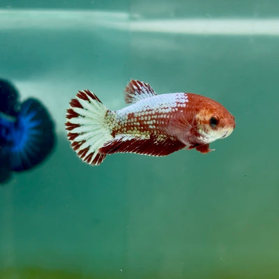 Plakat Red Fancy Copper Female Betta Ma22