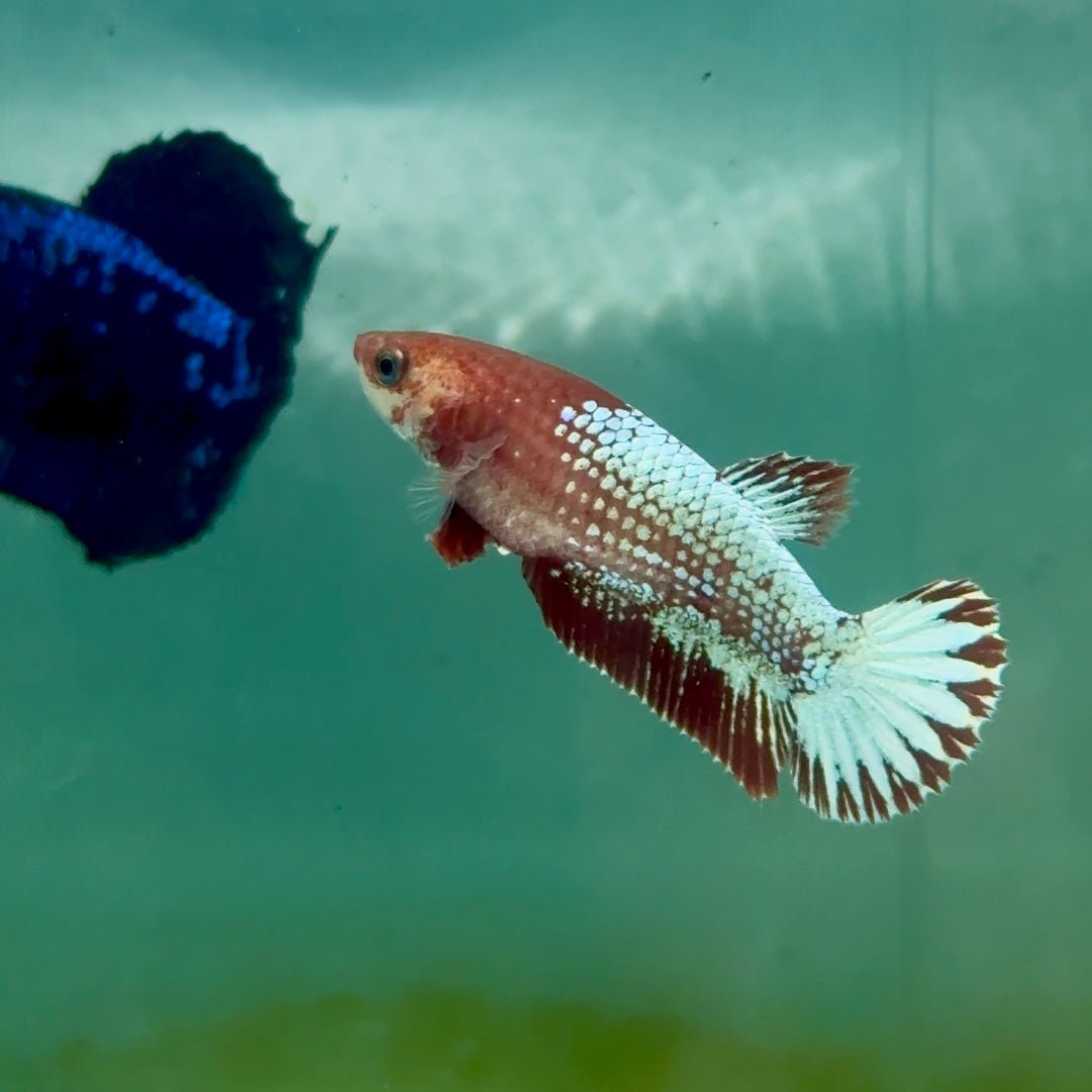 Plakat Red Fancy Copper Female Betta Ma22