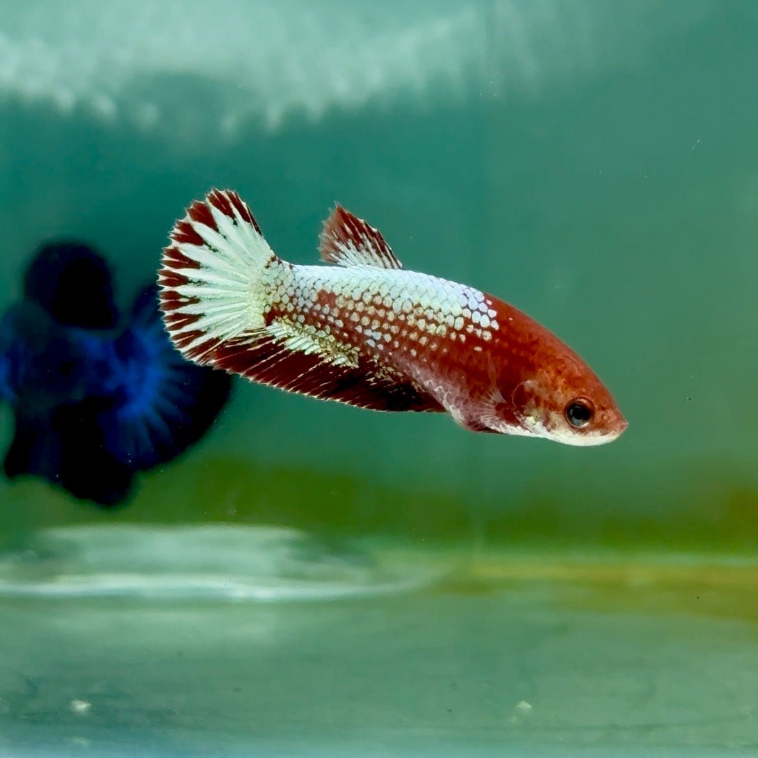 Plakat Red Fancy Copper Female Betta Ma22