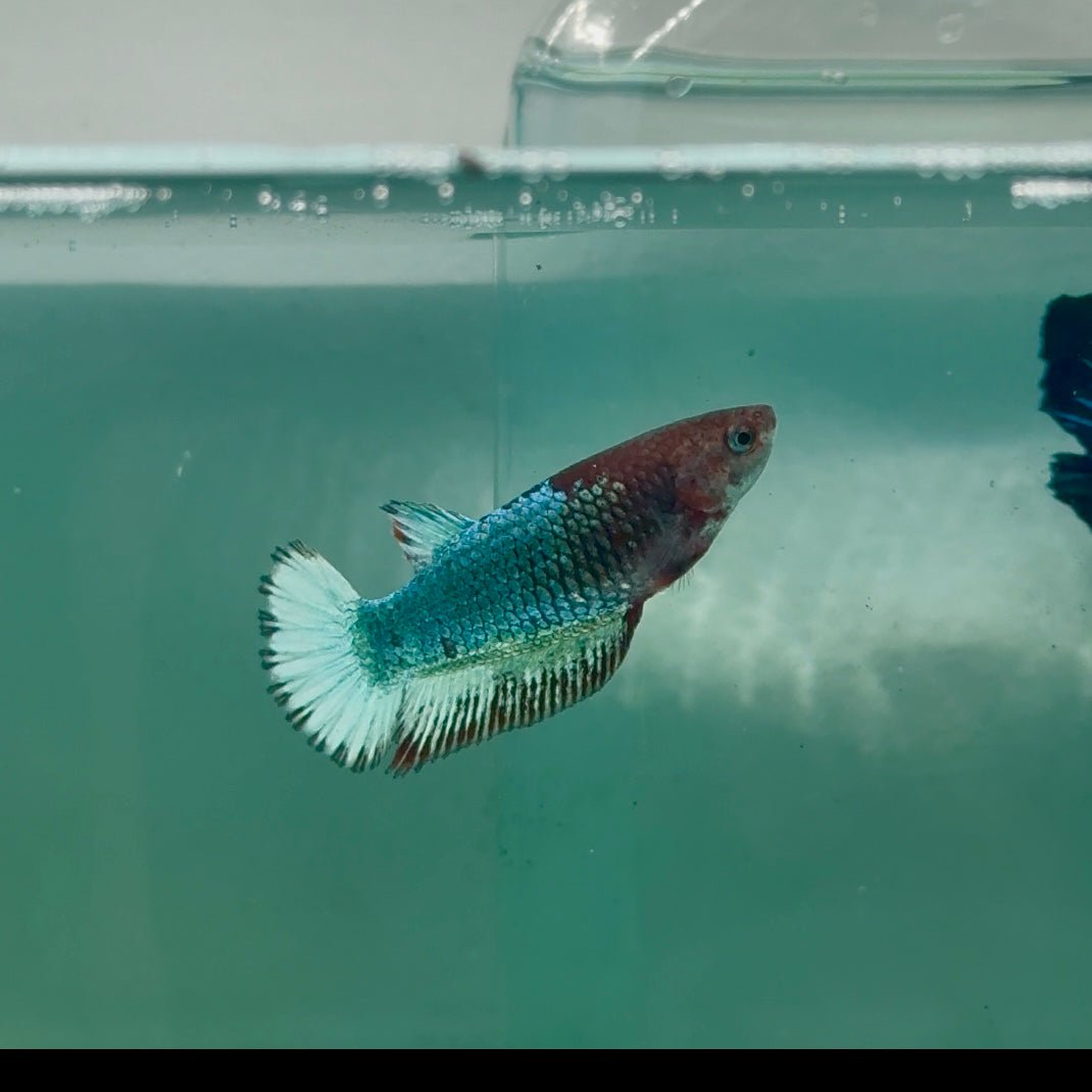 Plakat Red Fancy Copper Female Betta Ma23