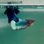 Plakat Red Fancy Copper Female Betta Ma23