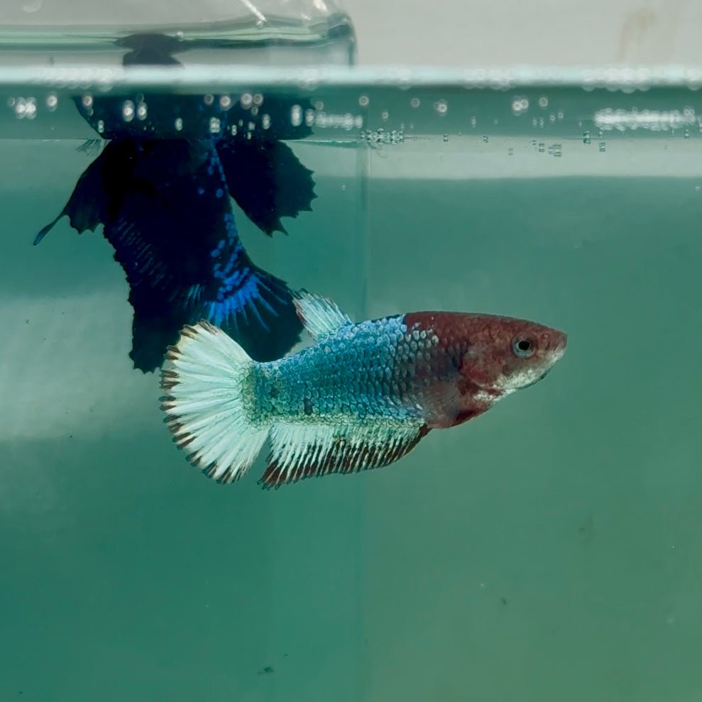 Plakat Red Fancy Copper Female Betta Ma23