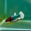 Plakat Red Fancy Copper Female Betta Ma23