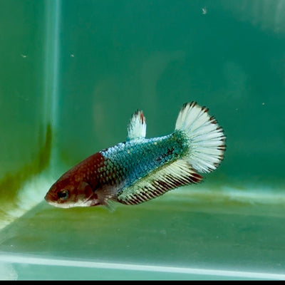 Plakat Red Fancy Copper Female Betta Ma23