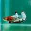 Plakat Red Fancy Copper Female Betta Ma24