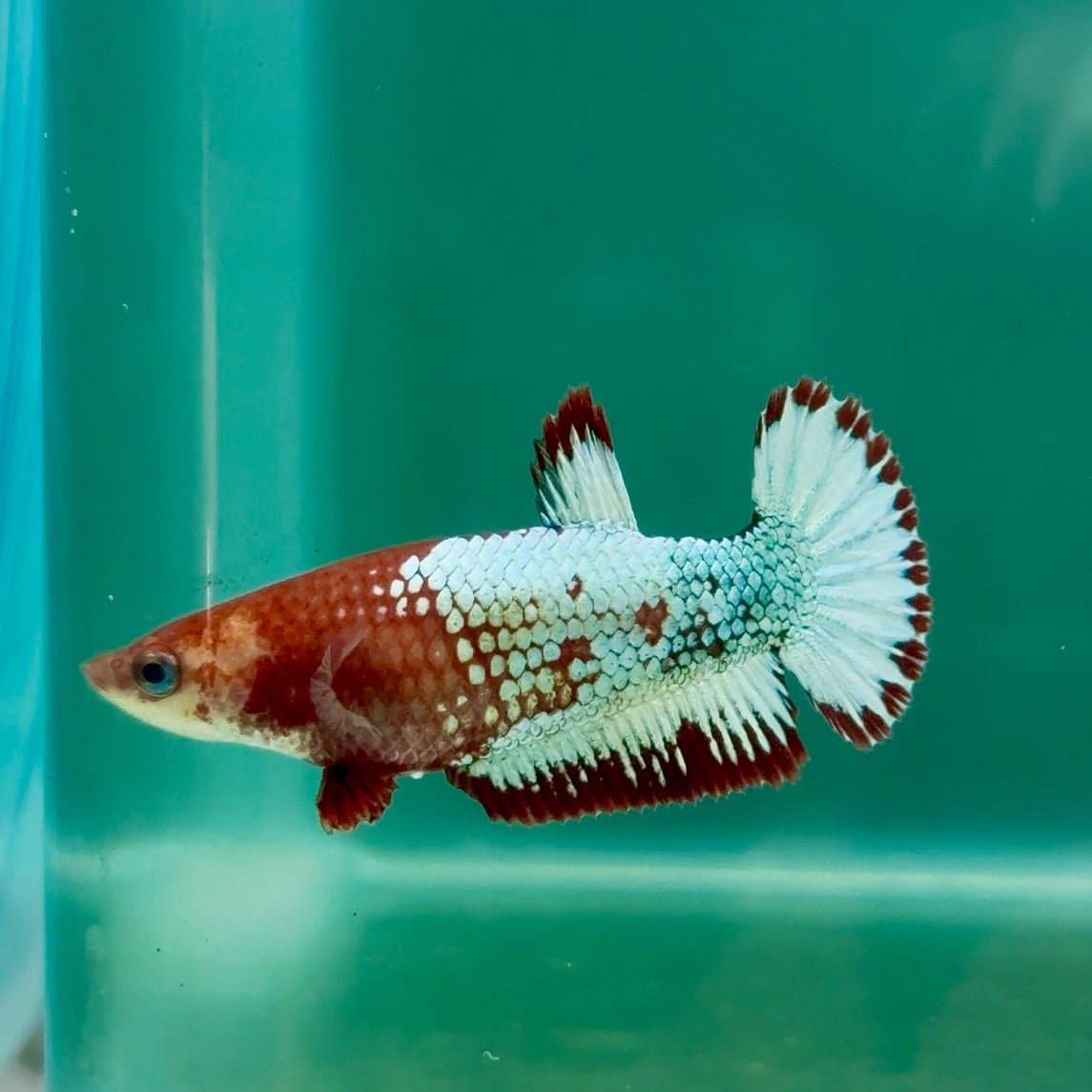 Plakat Red Fancy Copper Female Betta Ma24