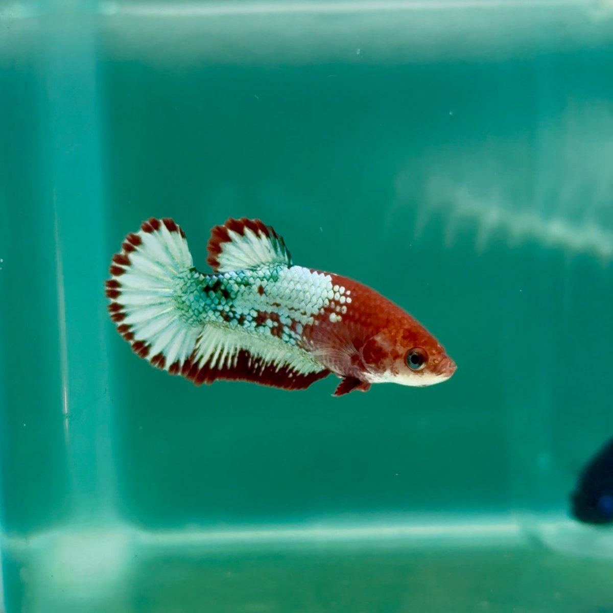 Plakat Red Fancy Copper Female Betta Ma24