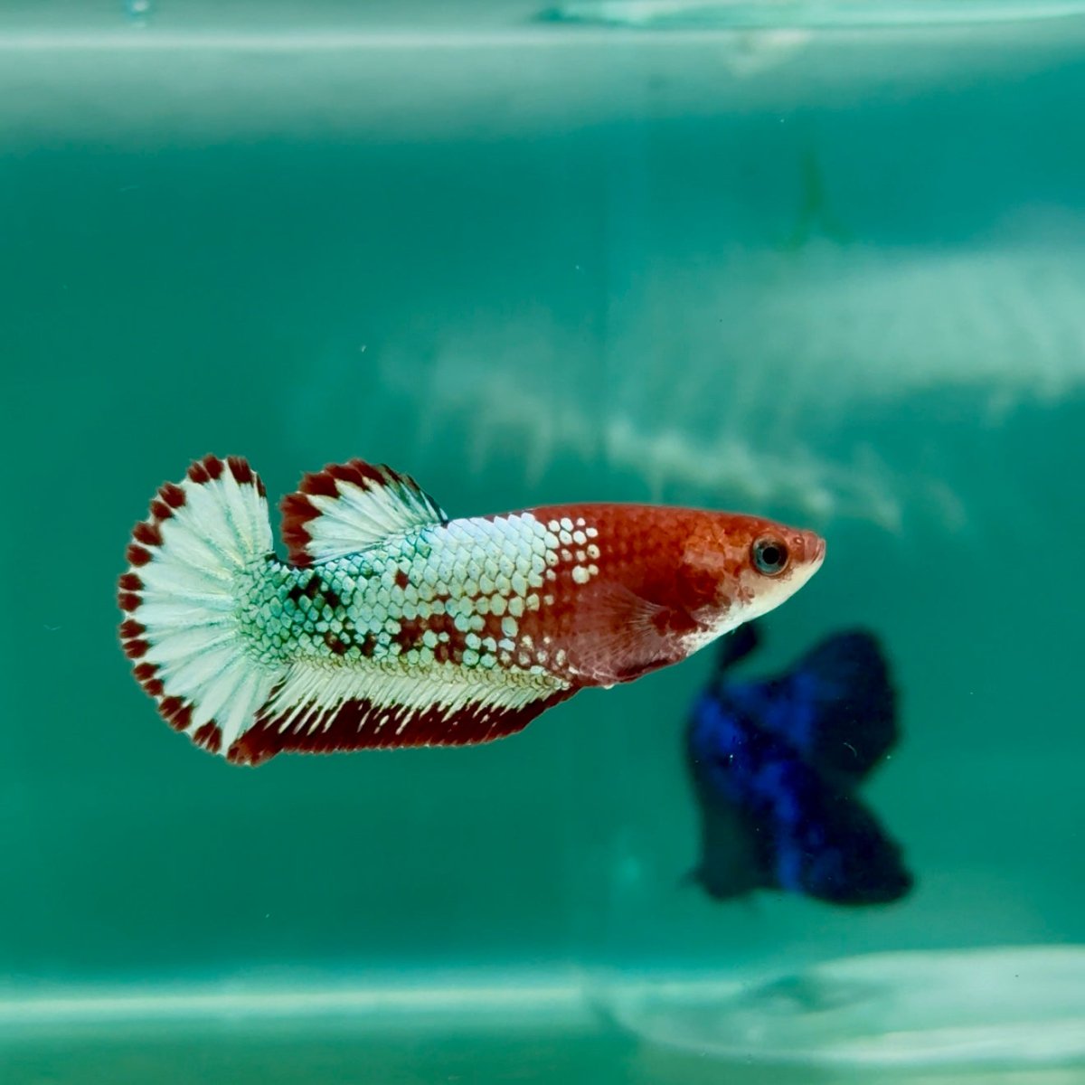 Plakat Red Fancy Copper Female Betta Ma24