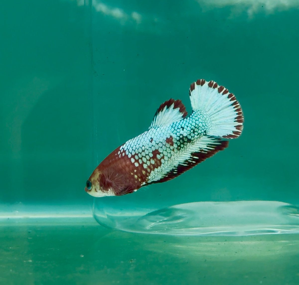Plakat Red Fancy Copper Female Betta Ma24