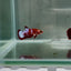 Plakat Red Fancy Copper Female Betta N76