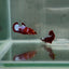 Plakat Red Fancy Copper Female Betta N76