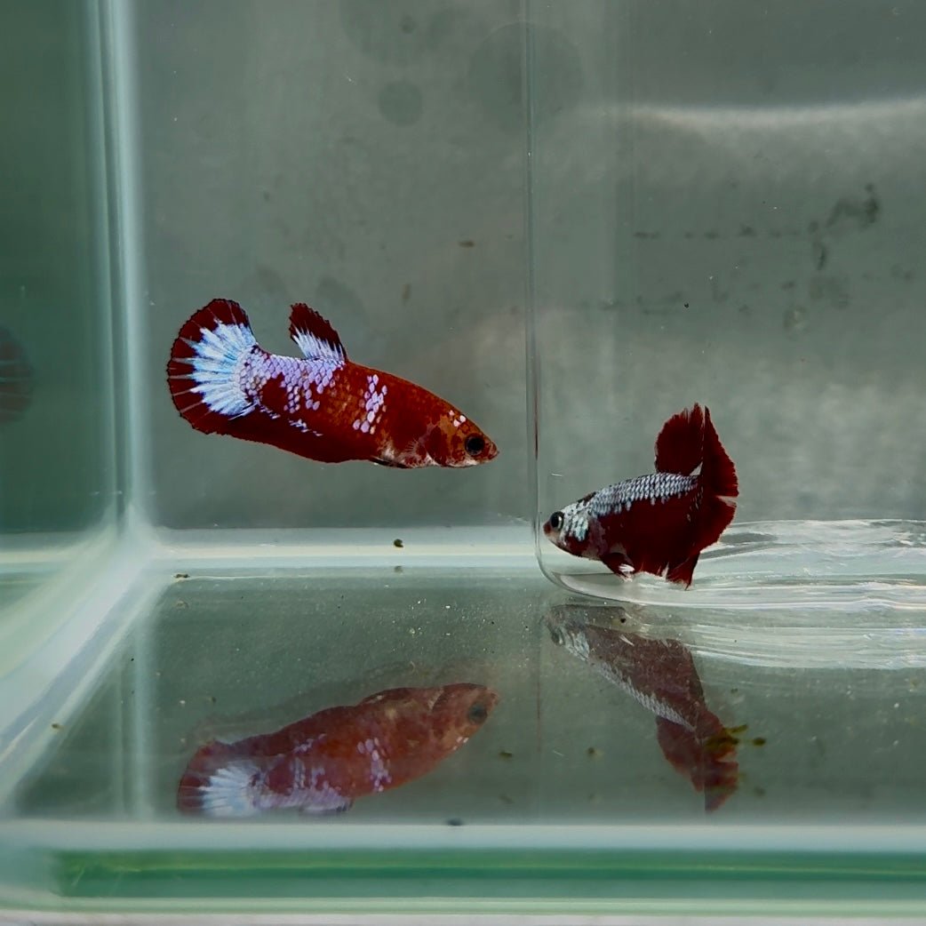 Plakat Red Fancy Copper Female Betta N76