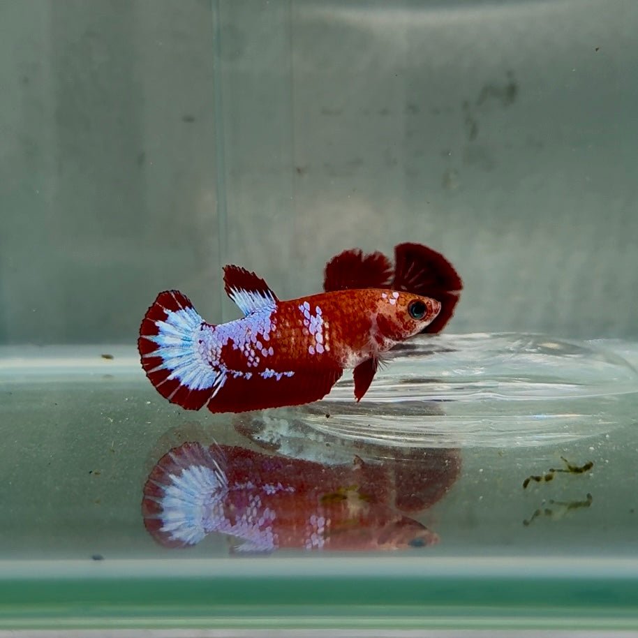 Plakat Red Fancy Copper Female Betta N76