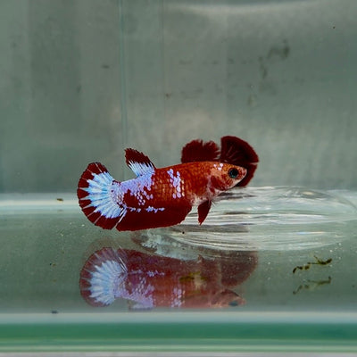 Plakat Red Fancy Copper Female Betta N76
