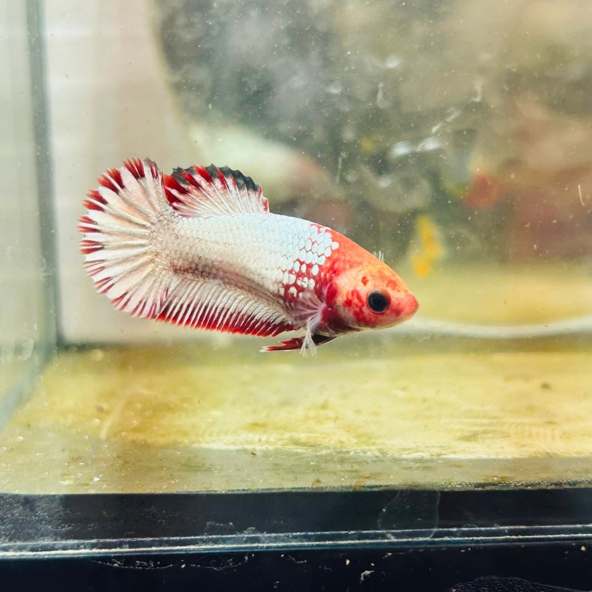 Plakat Red Fancy Copper Female Betta S27