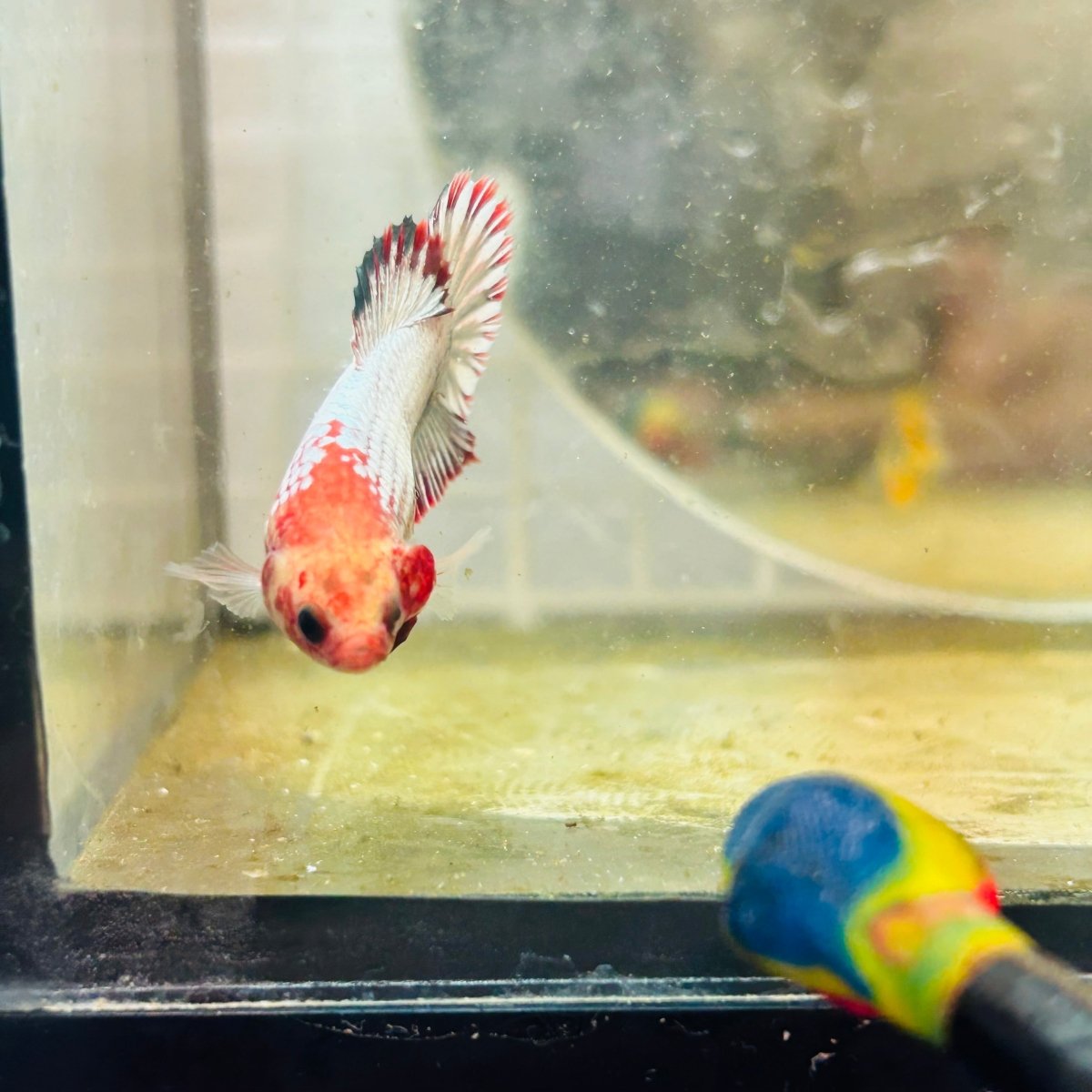 Plakat Red Fancy Copper Female Betta S27