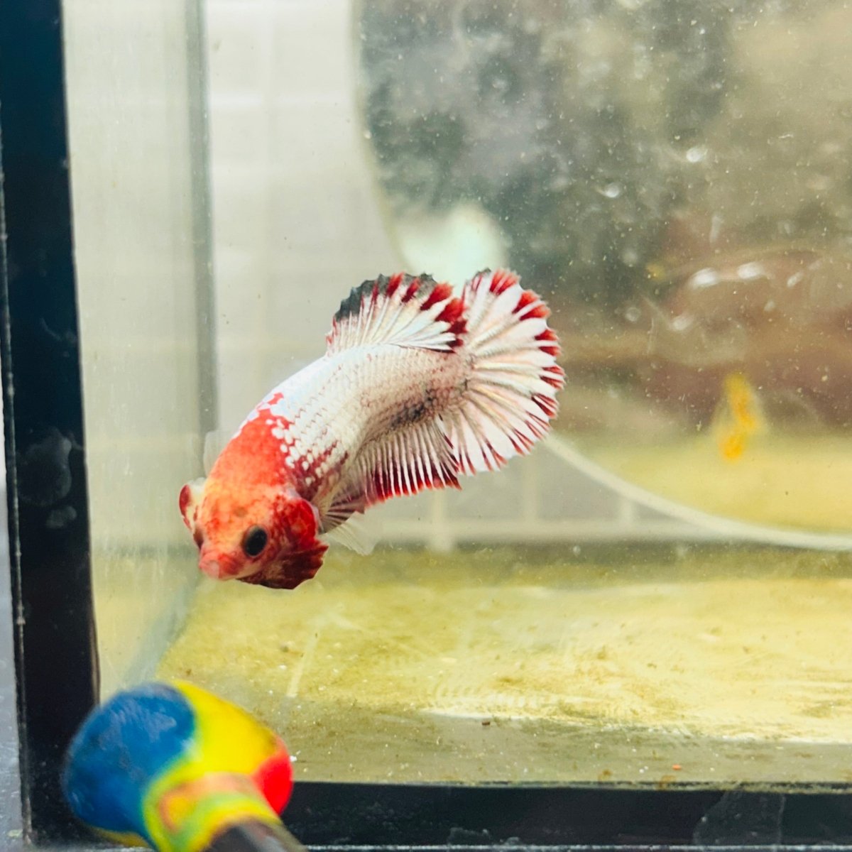 Plakat Red Fancy Copper Female Betta S27