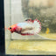 Plakat Red Fancy Copper Female Betta S27