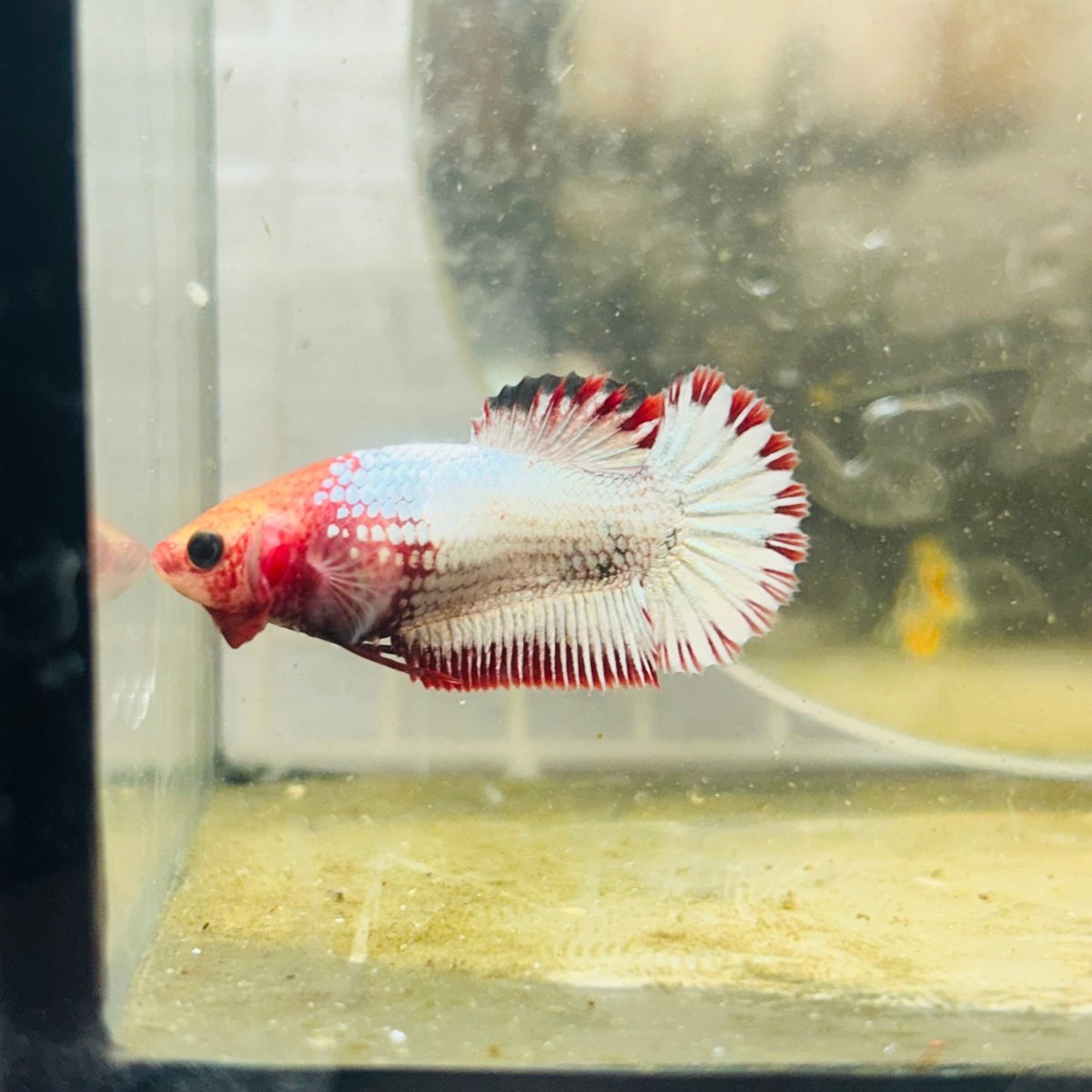 Plakat Red Fancy Copper Female Betta S27