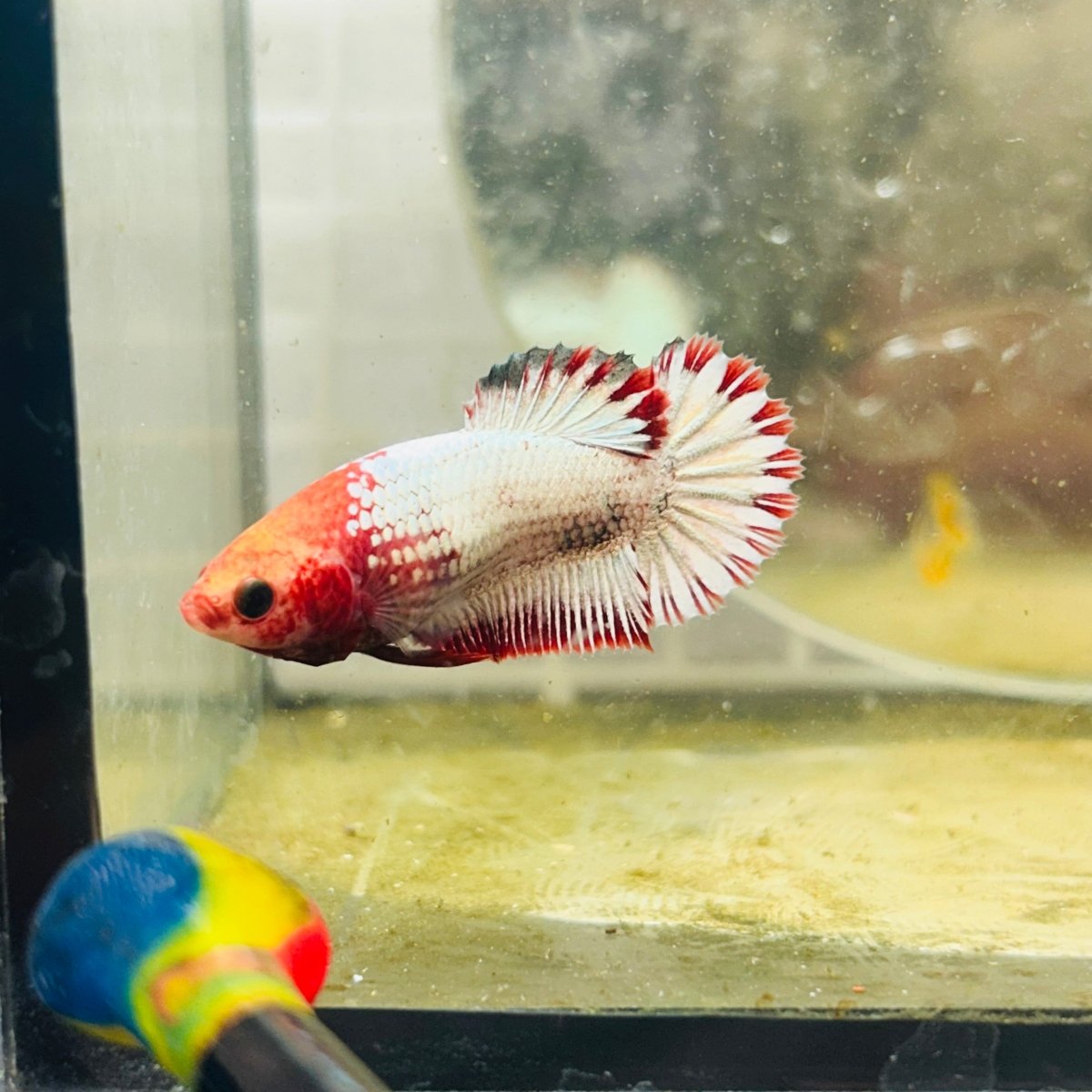 Plakat Red Fancy Copper Female Betta S27