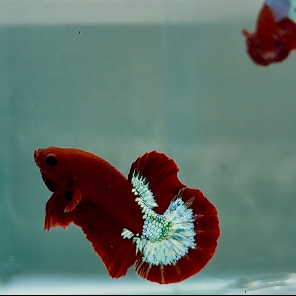 Plakat Red Fancy Copper Hellboy 100% Male Betta #Se08