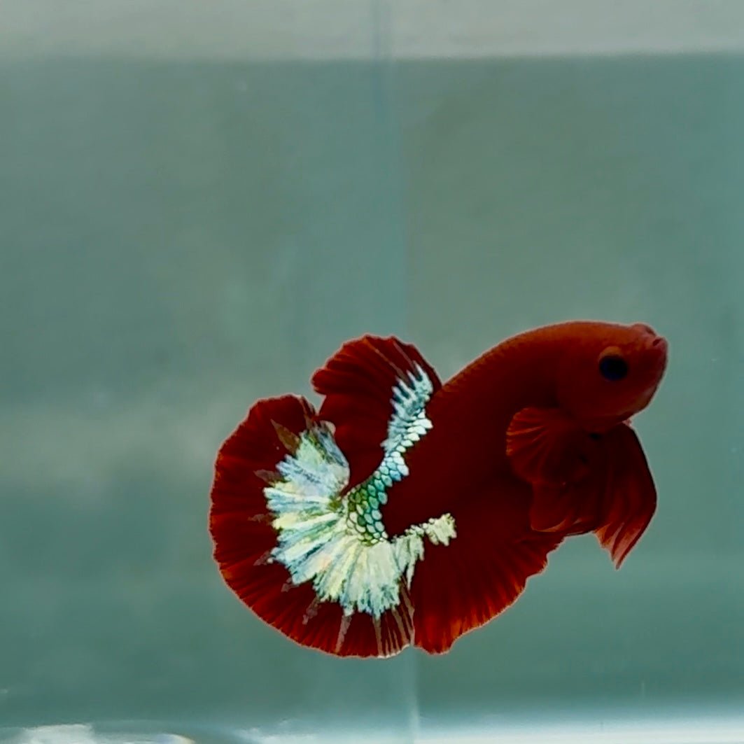 Plakat Red Fancy Copper Hellboy 100% Male Betta #Se08