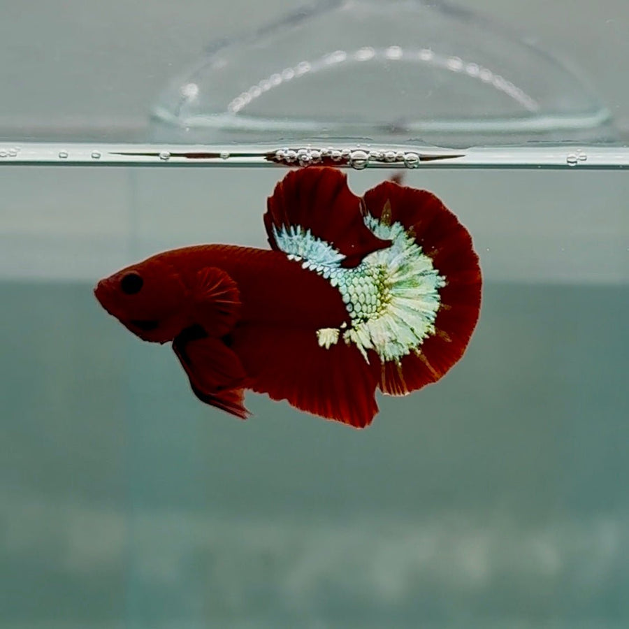 Plakat Red Fancy Copper Hellboy 100% Male Betta #Se08 Male betta