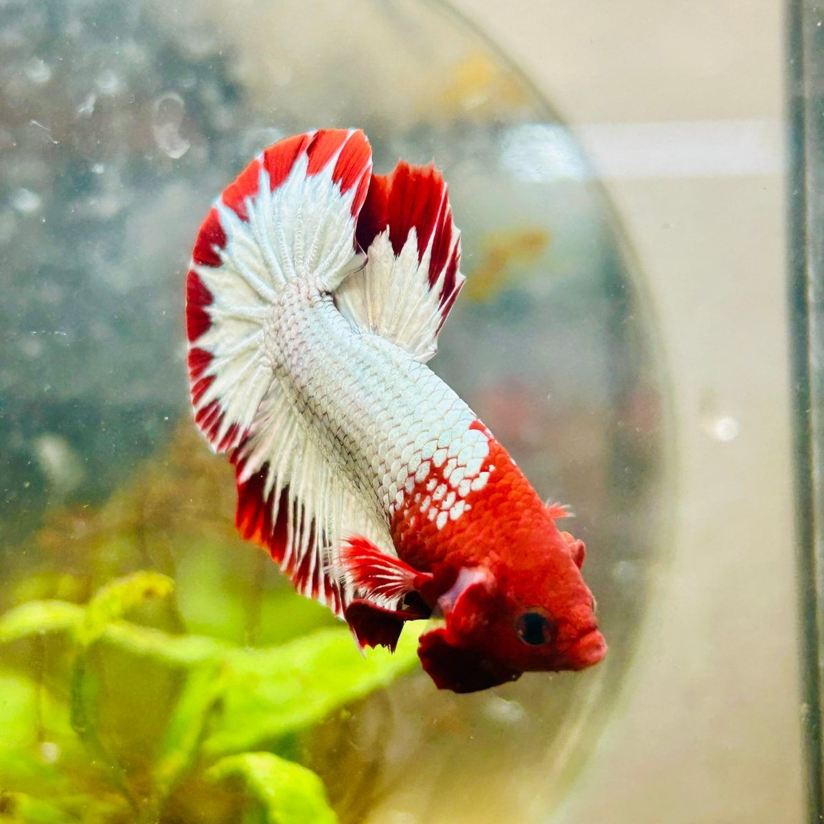 Plakat Red Fancy Copper Male Betta 006 Male betta