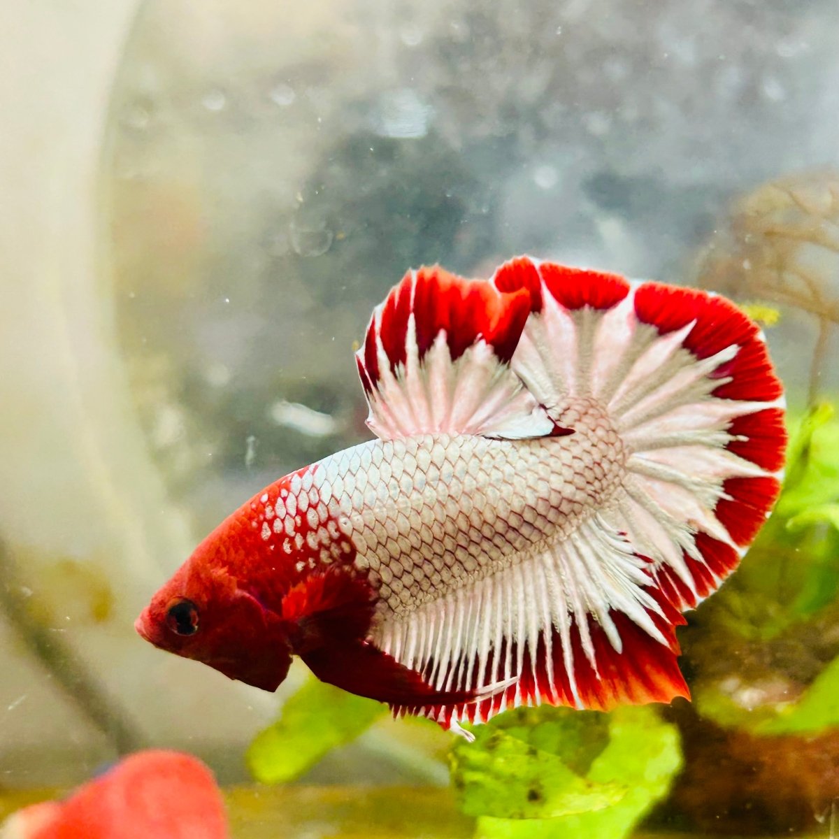 Plakat Red Fancy Copper Male Betta 006 Male betta