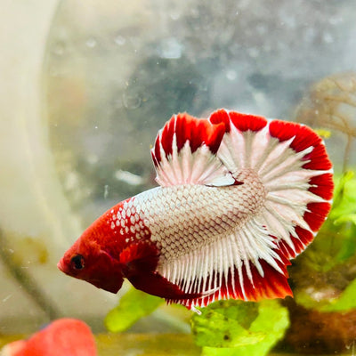 Plakat Red Fancy Copper Male Betta 006 Male betta