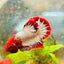Plakat Red Fancy Copper Male Betta 006 Male betta