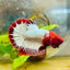 Plakat Red Fancy Copper Male Betta 006 Male betta