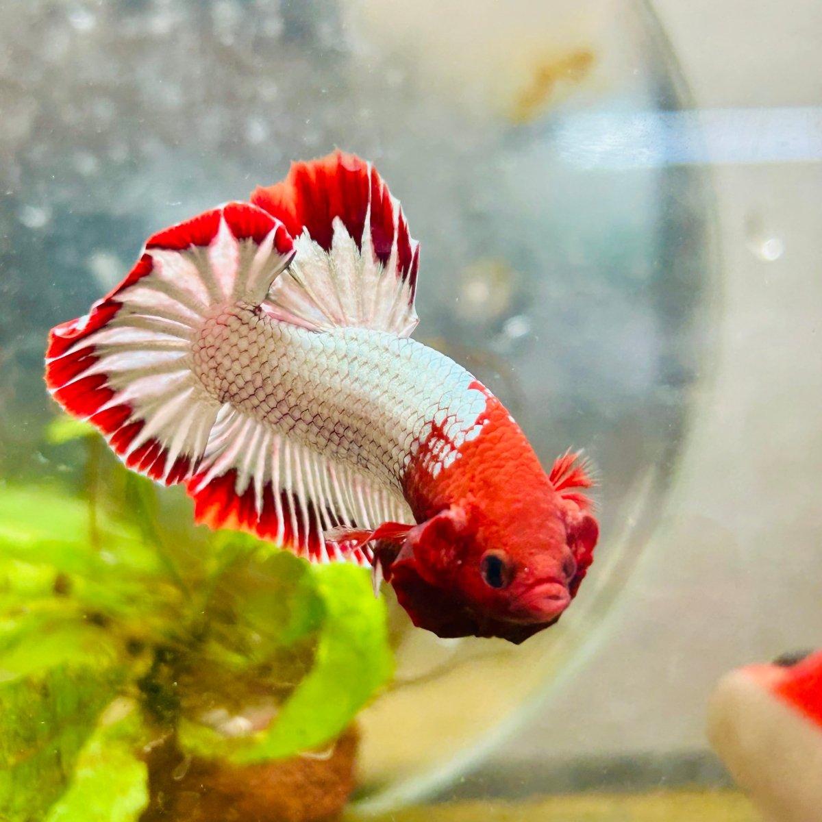 Plakat Red Fancy Copper Male Betta 006 Male betta