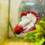 Plakat Red Fancy Copper Male Betta 006 Male betta