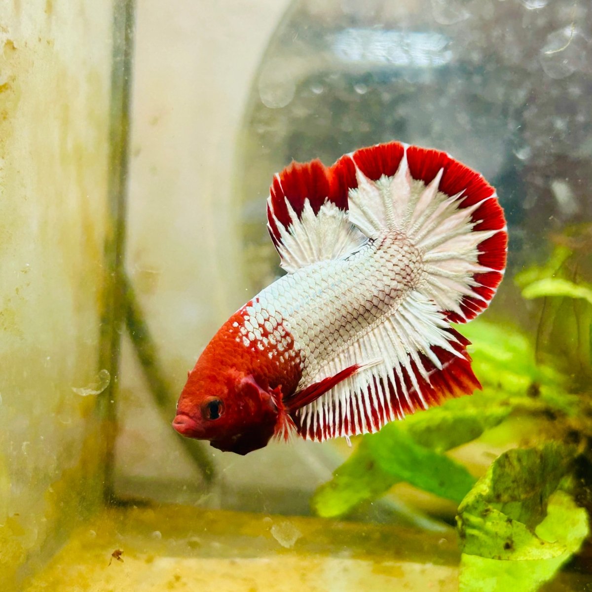 Plakat Red Fancy Copper Male Betta 006 Male betta