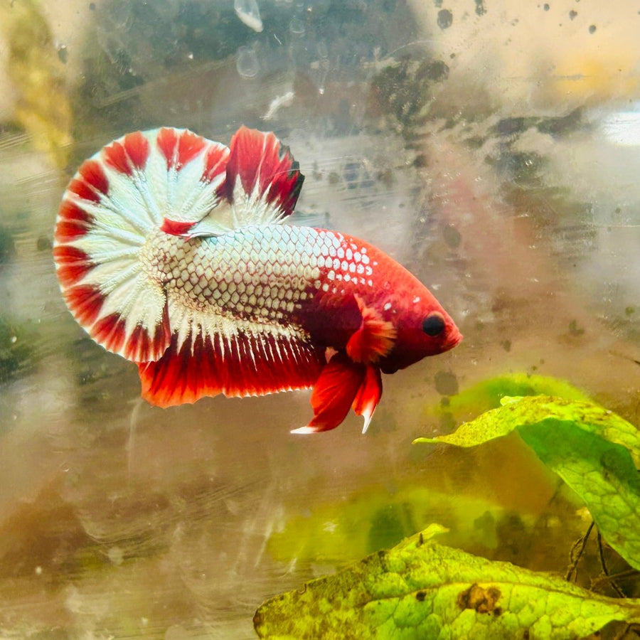 Plakat Red Fancy Copper Male Betta 021 Live Betta Fish Male betta