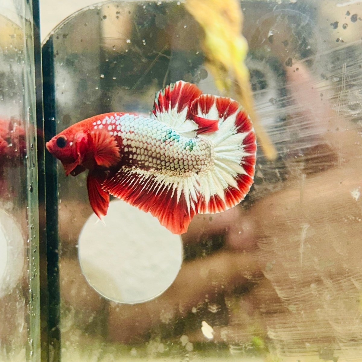 Plakat Red Fancy Copper Male Betta #021