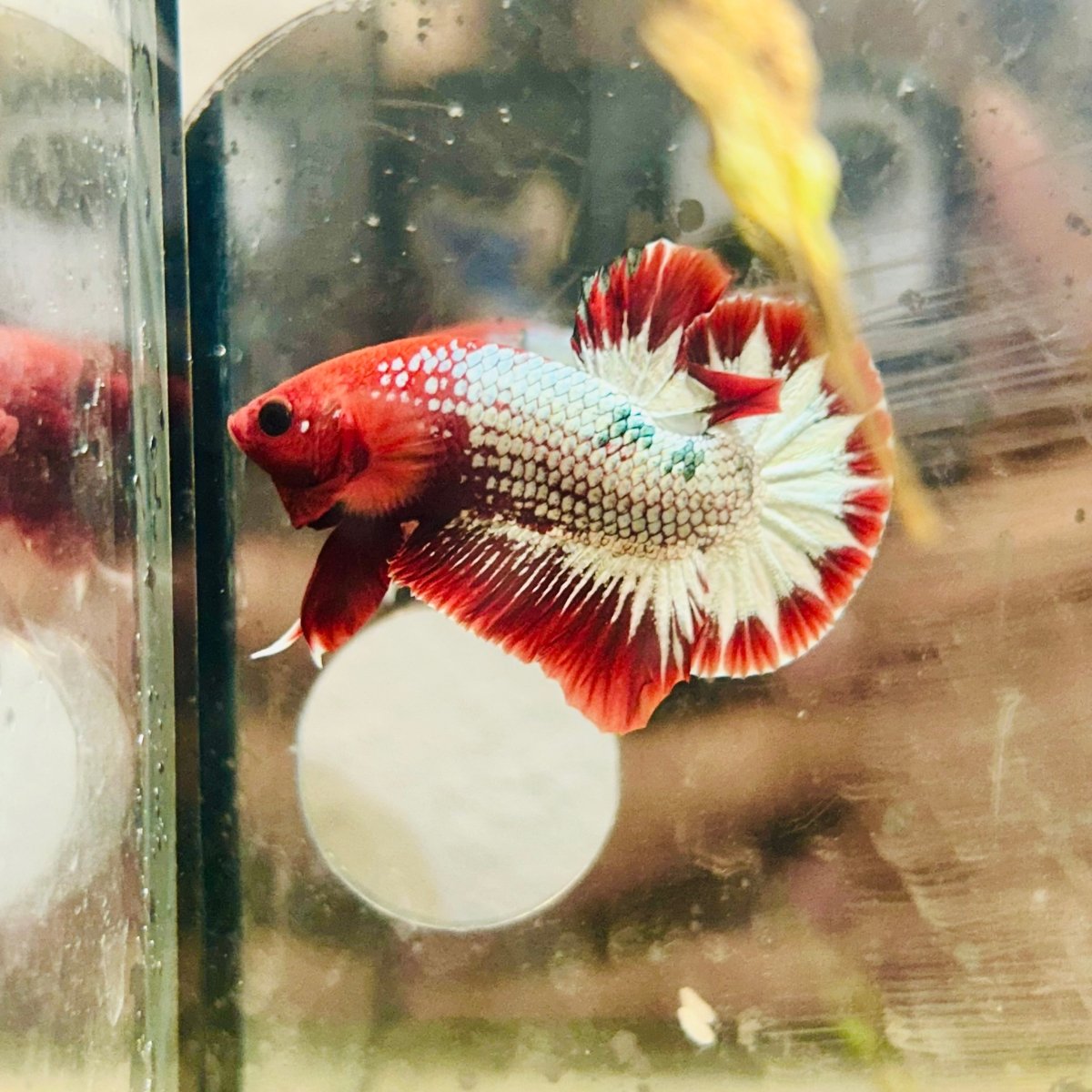 Plakat Red Fancy Copper Male Betta #021