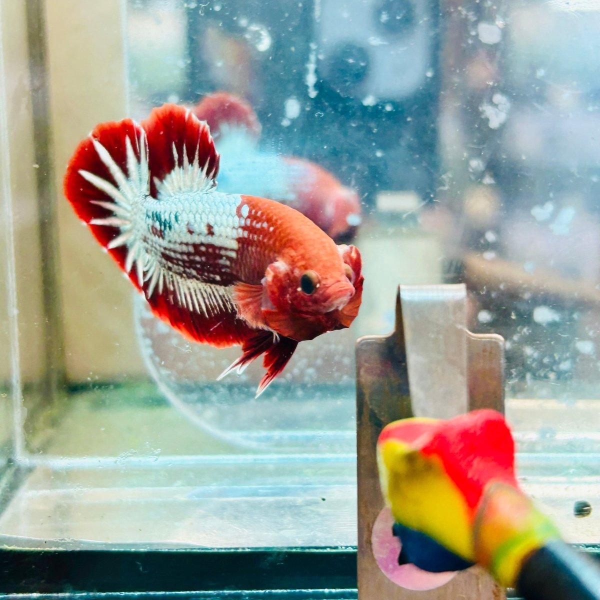 Betta Macho Plakat Red Fancy Cobre #025
