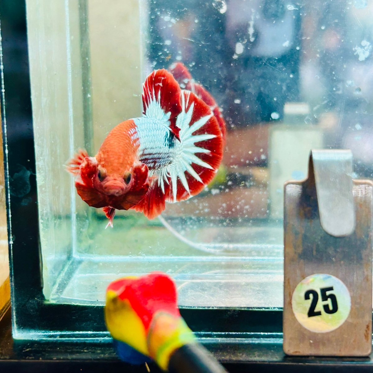 Betta Macho Plakat Red Fancy Cobre #025