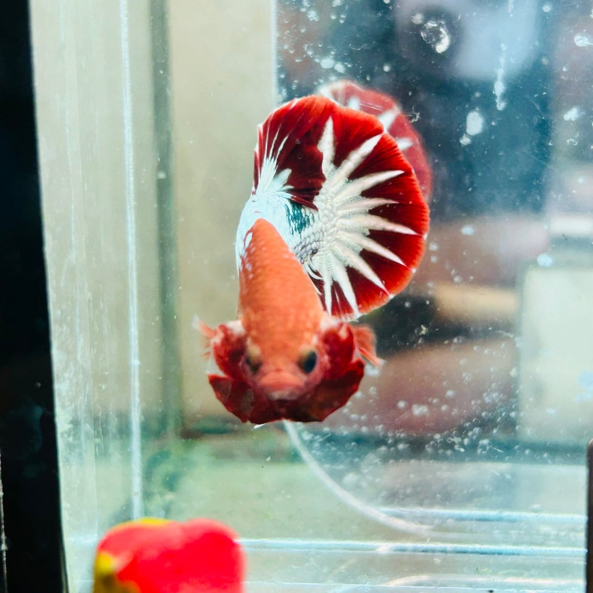 Betta Macho Plakat Red Fancy Cobre #025
