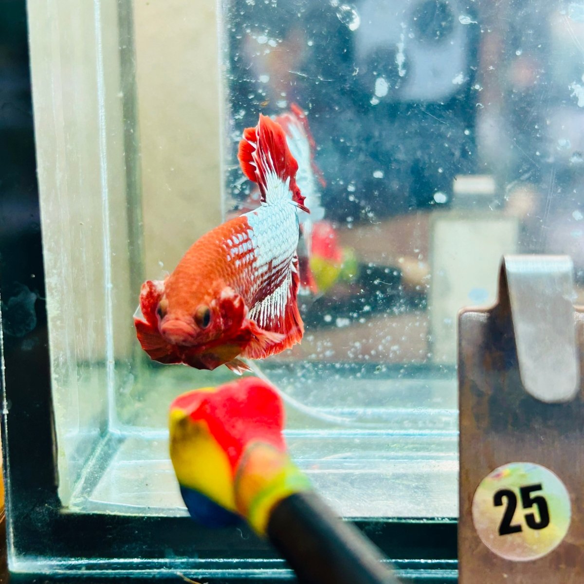Betta Macho Plakat Red Fancy Cobre #025