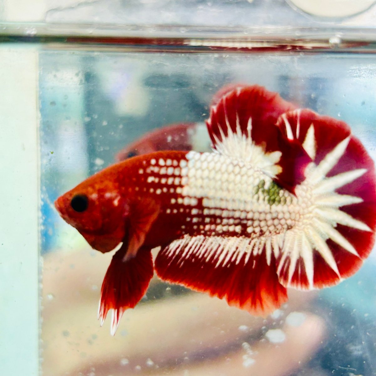 Betta Macho Plakat Red Fancy Cobre #025