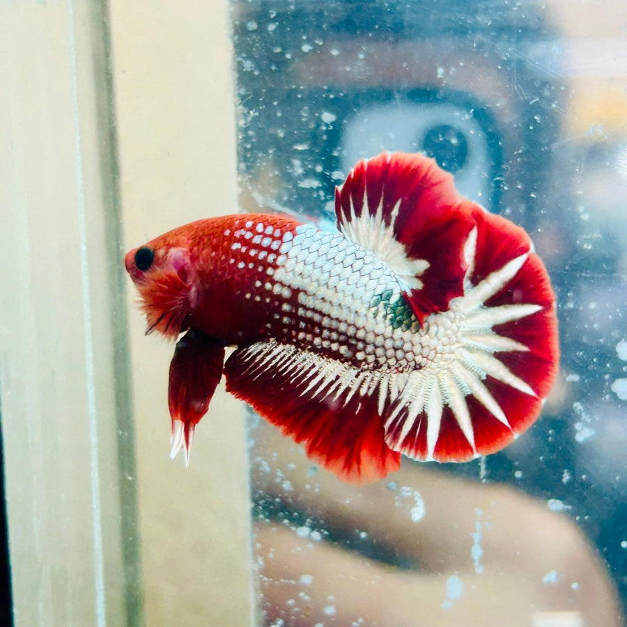Plakat Red Fancy Copper Male Betta 025 Male betta