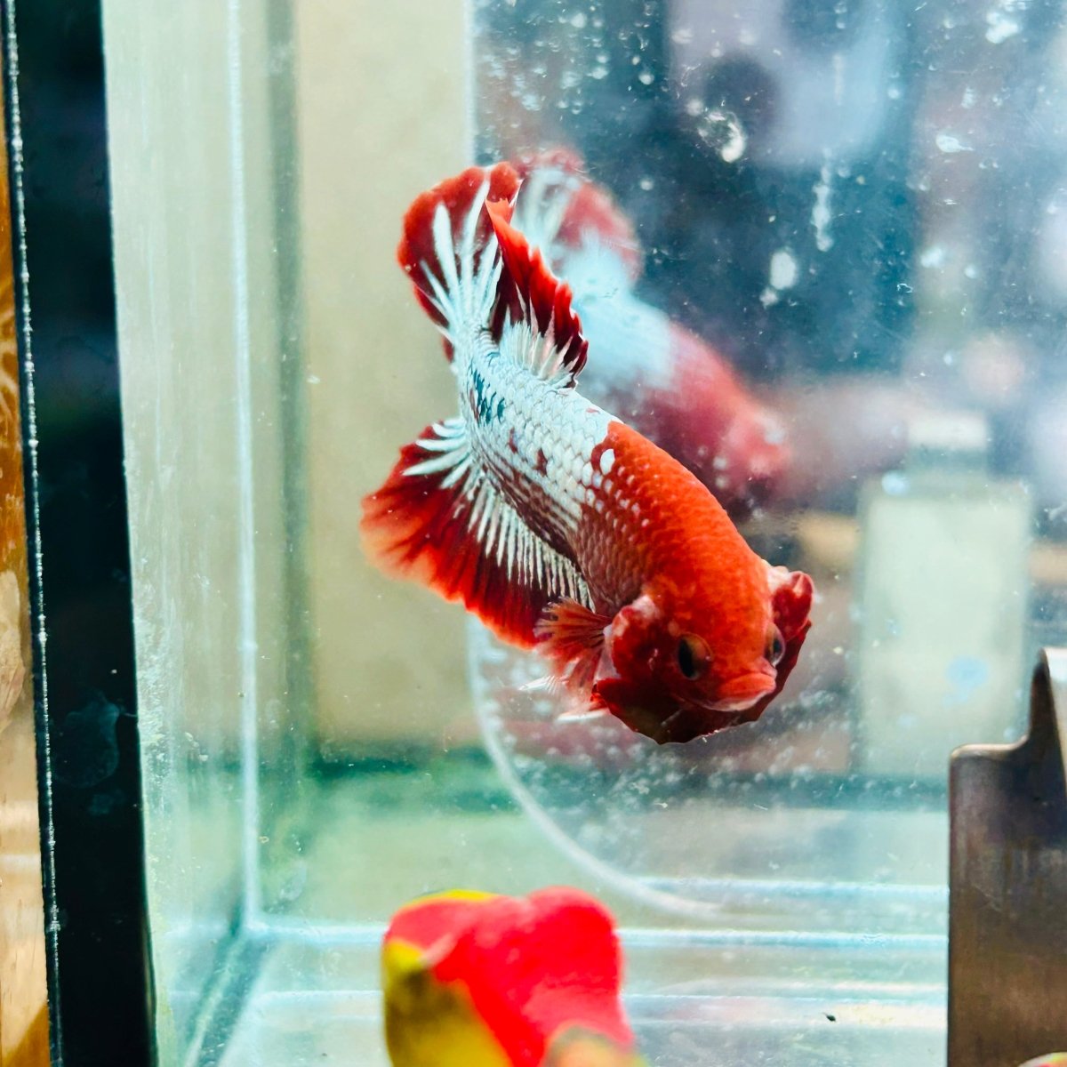 Betta Macho Plakat Red Fancy Cobre #025