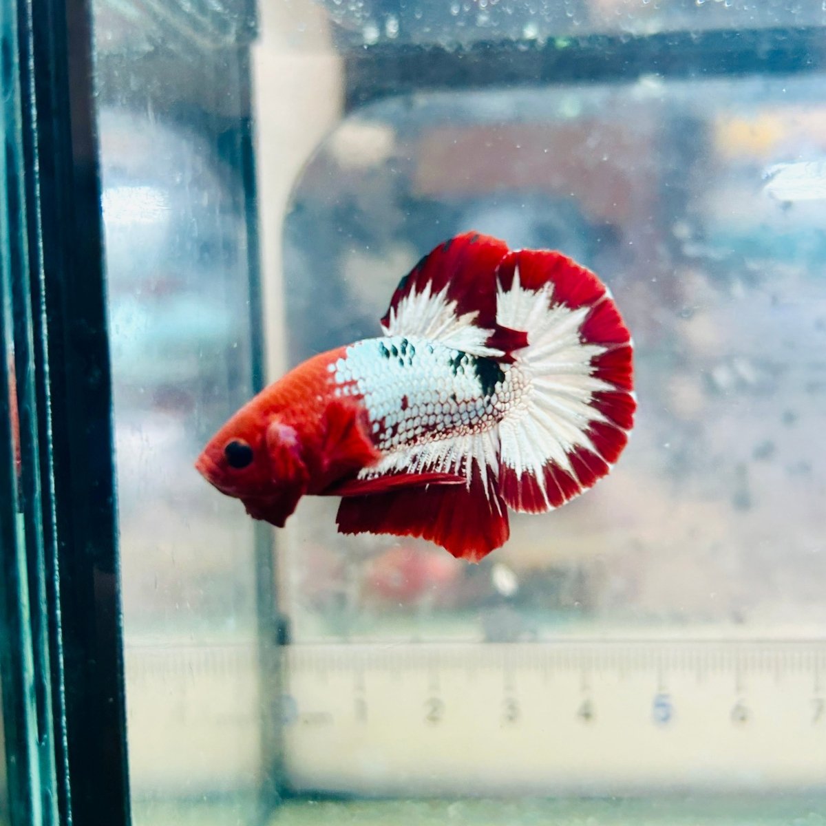 Plakat Red Fancy Copper Male Betta #030